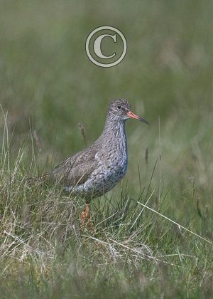 Redshank DM1088